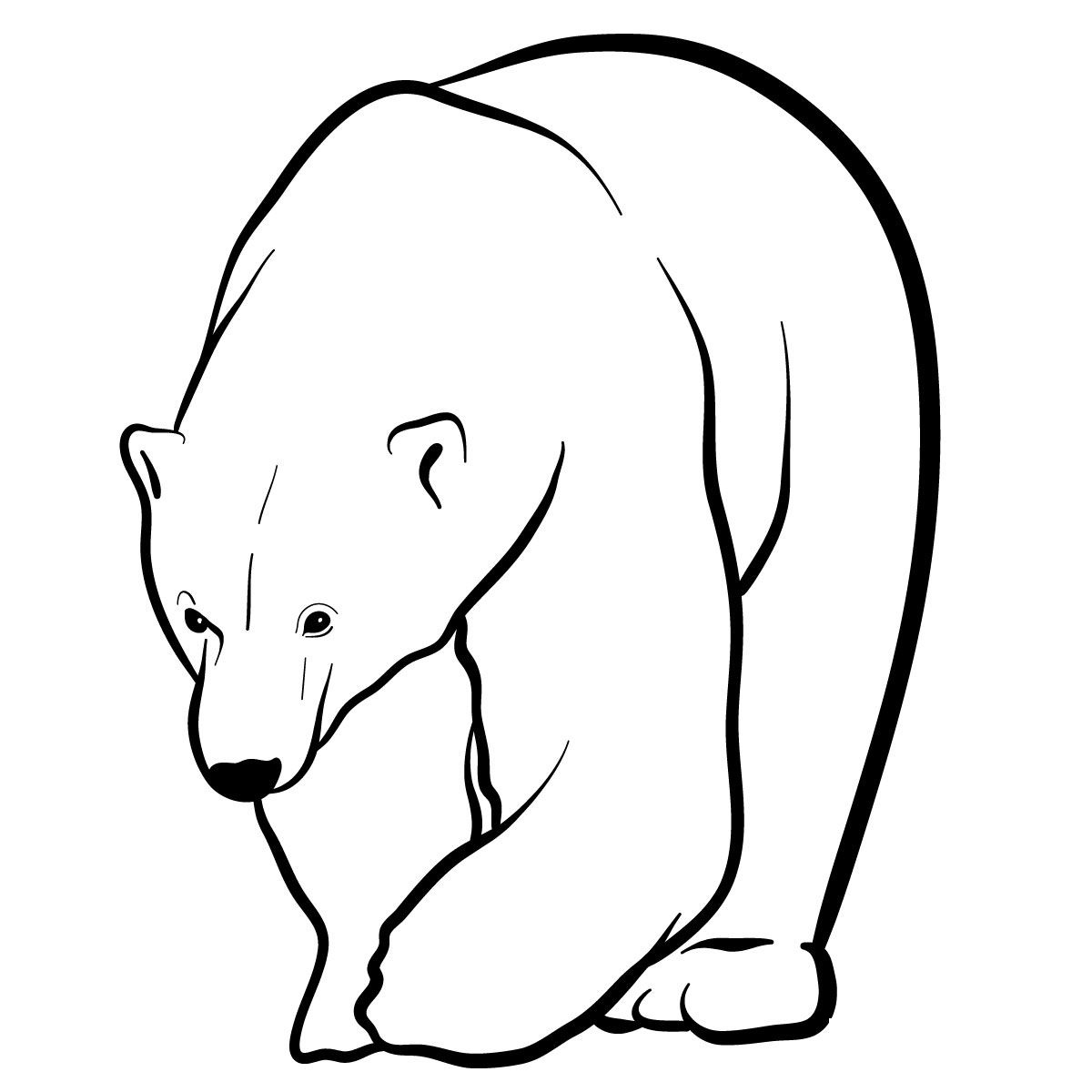 Coloriage Polar Bear - Animaux sauvages à imprimer
